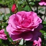 Shocking Blue / Шокинг Блю